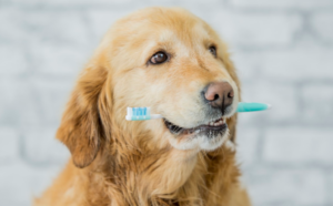 dog with a toothbrush in its mouth