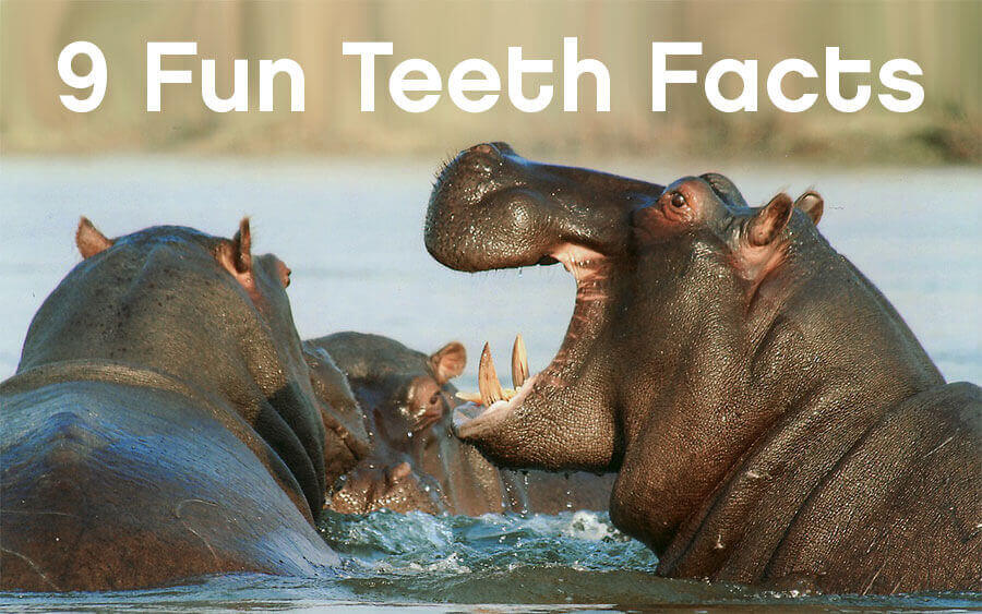 9 fun facts about teeth