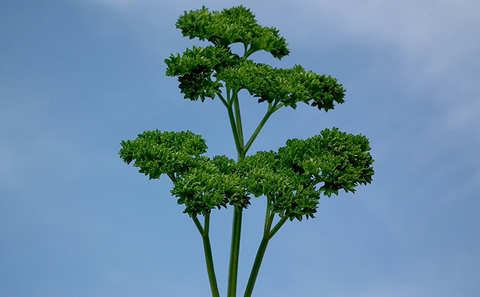 bad breath remedy parsley